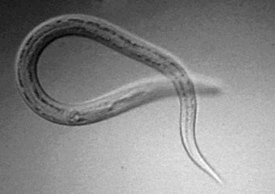 Larva Migrans