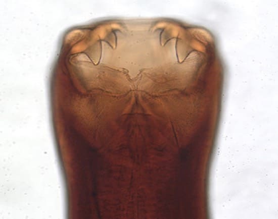Larva Migrans